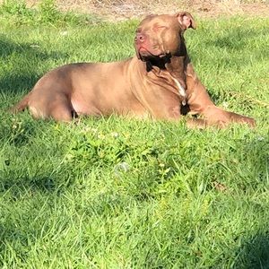 Meet your Posher, Fjpelon